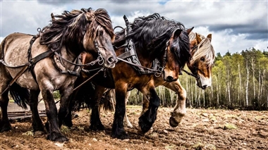 اسب بخار چیست؟ منبع سایت خودرو بانک